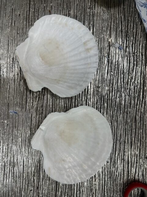 seashell art